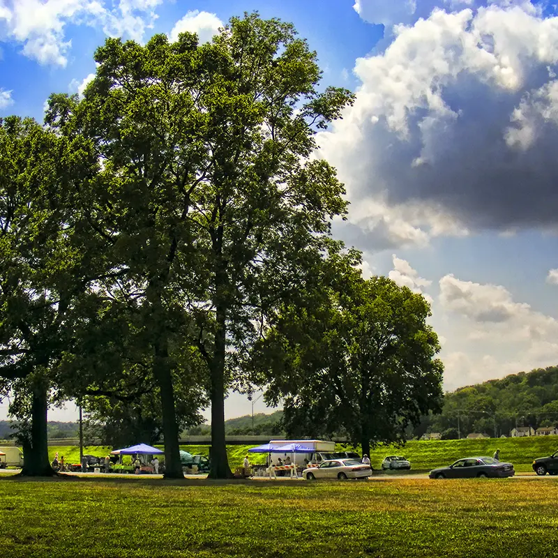 Sunny park scene with tall trees in the foreground, picnic tables and umbrellas, and parked cars in the distance under a blue sky with clouds.