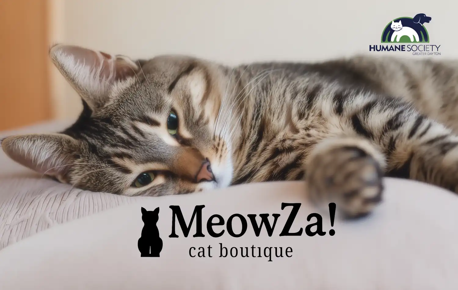 A relaxed tabby cat lying on a pillow beside the MeowZa! cat boutique logo.